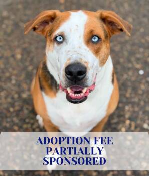 Pit Bull Terrier and Siberian Husky Dogs Available for Adoption in Savage, Minnesota - Toms | PetCurious