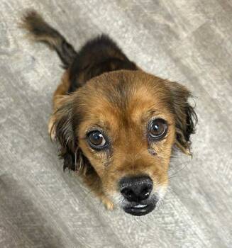 Rescue Spaniel and Chihuahua Dogs for Adoption in Lake Forest, California - Pudding | PetCurious