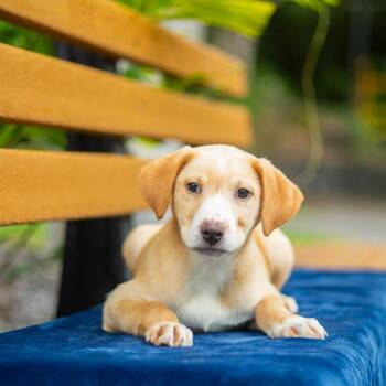 Mixed Breed Dogs Available for Adoption in Kailua-kona, Hawaii - Vanilla | PetCurious