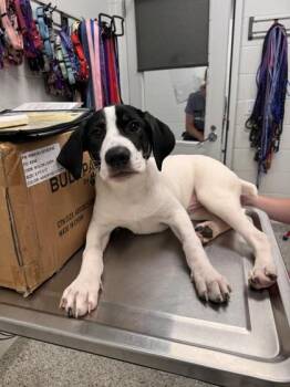 Clancy -  Mixed Breed Dog for Adoption in Kansas City, Missouri - Clancy | PetCurious