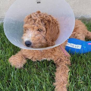 Golden Retriever and Poodle Dogs Available for Adoption in San Diego, California - Piper - Adopted! | PetCurious