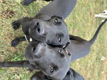 Rescue Great Dane and Pit Bull Terrier Dogs for Adoption in Williamston, South Carolina - Hansel | PetCurious