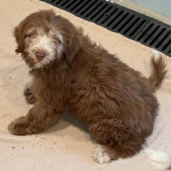 Smores 9849 -  Australian Shepherd and Poodle Dog for Adoption in Loxahatchee Groves, Florida - Smores 9849 | PetCurious