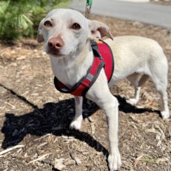Chihuahua Dogs Available for Adoption in East Hampton, New York - Dewdrop | PetCurious