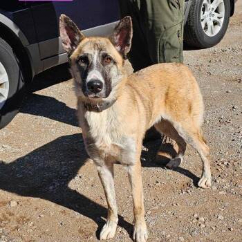 Husky and Sheep Dog Dogs Available for Adoption - Kia | PetCurious