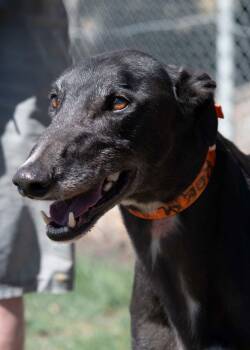 Greyhound Dogs Available for Adoption - Theegala | PetCurious