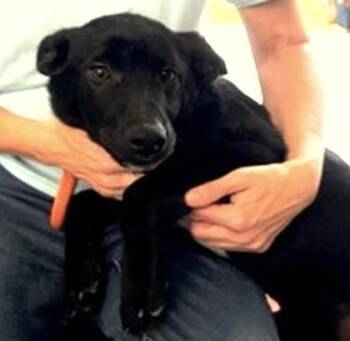 Ike -  Mixed Breed Dog for Adoption in Morristown, New Jersey - Ike | PetCurious