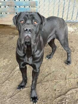 VICTOR -  Cane Corso and Mixed Breed Dog for Adoption in Riverside, California - VICTOR | PetCurious