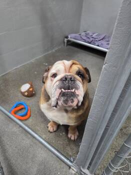 Hank -  English Bulldog Dog for Adoption in Brookings, Oregon - Hank | PetCurious