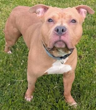 Pit Bull Terrier Dogs Available for Adoption in Akron, Ohio - JAXSON | PetCurious