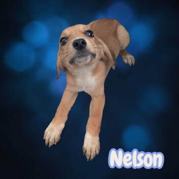 Nelson - happy, snuggly, lots of fun -  Beagle and Labrador Retriever Dog for Adoption in Chuckey, Tennessee - Nelson - Happy, Snuggly, Lots Of Fun | PetCurious