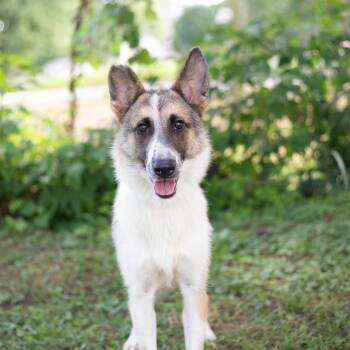 Rescue Collie Dogs for Adoption in Brownsboro, Alabama - Twilla | PetCurious
