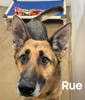 Rue -  German Shepherd Dog Dog for Adoption in Quincy, Michigan - Rue | PetCurious