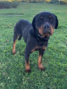 Rottweiler Dogs Available for Adoption - ESTHER | PetCurious