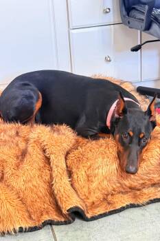 Doberman Pinscher Dogs Available for Adoption in Oakland Park, Florida - Tracy 3572 | PetCurious