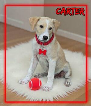 Carter -  Labrador Retriever and Canaan Dog Dog for Adoption in Grove, Oklahoma - Carter | PetCurious