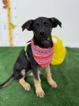 German Shepherd Dog and Labrador Retriever Dogs Available for Adoption in Carlsbad, California - Martina | PetCurious
