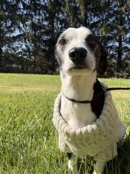 Milo -  Jack Russell Terrier Dog for Adoption in Upper Sandusky, Ohio - Milo | PetCurious