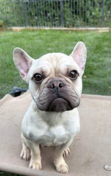 French Bulldog Dogs Available for Adoption - Cosmo | PetCurious