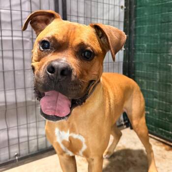 Sampson -  Boxer Dog for Adoption in Birmingham, Alabama - Sampson | PetCurious