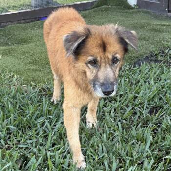 Mixed Breed Dogs Available for Adoption - Winona Berry | PetCurious