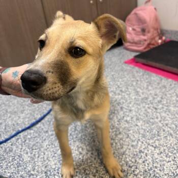 Shepherd and Mixed Breed Dogs Available for Adoption in Great Falls, Montana - Fawn | PetCurious