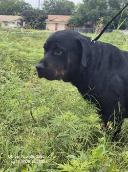MARSH -  Rottweiler Dog for Adoption in San Antonio, Texas - MARSH | PetCurious