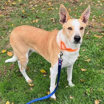 Rescue Australian Shepherd Dogs for Adoption in Cincinnati, Ohio - Uncle Fester - Foster Or Adopter Needed! | PetCurious