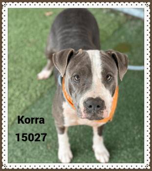 Rescue American Bully and Pit Bull Terrier Dogs for Adoption in Marietta, Georgia - KORRA See Also LAZLO | PetCurious