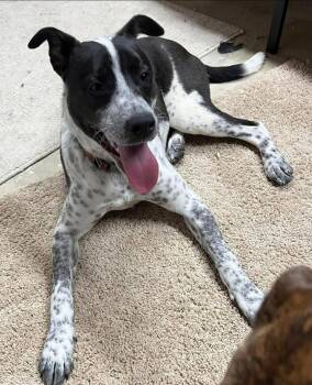 Mixed Breed Dogs Available for Adoption in Brooks, Maine - Charlie | PetCurious