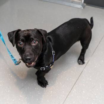Poodle and Labrador Retriever Dogs Available for Adoption in New York, New York - Gazpacho | PetCurious