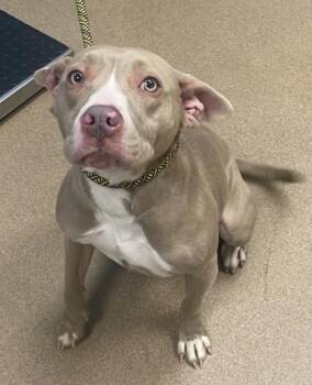 Capella -  Mixed Breed Dog for Adoption in Chamblee, Georgia - Capella | PetCurious