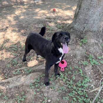 Belinda -  Black Labrador Retriever Dog for Adoption in Carencro, Louisiana - Belinda | PetCurious