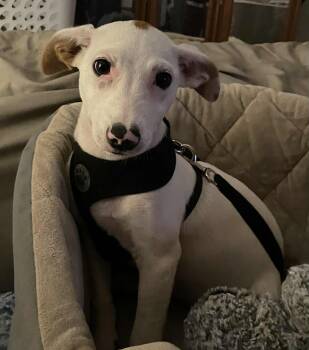 Rescue Hound Dogs for Adoption in Pensacola, Florida - Willow | PetCurious