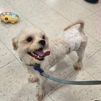 Toggle -  Lhasa Apso Dog for Adoption in De Pere, Wisconsin - Toggle | PetCurious