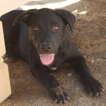Onyx -  Labrador Retriever Dog for Adoption in Yucca Valley, California - Onyx | PetCurious
