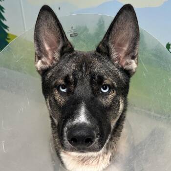 Malibu -  Siberian Husky and Shepherd Dog for Adoption in Las Vegas, Nevada - Malibu | PetCurious