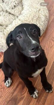 Lincoln 4 months AVAILABLE 7/24 -  Labrador Retriever Dog for Adoption in Sterling, Massachusetts - Lincoln 4 Months AVAILABLE 7/24 | PetCurious