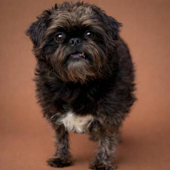 Shih Tzu Dogs Available for Adoption - Ida - Sweet Little Gremlin Girl | PetCurious