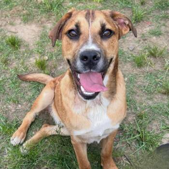 Gus -  Mixed Breed Dog Available for Adoption in Northwood, New Hampshire - Gus | PetCurious
