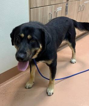 Meatball -  Rottweiler and German Shepherd Dog Dog for Adoption in Kennewick, Washington - Meatball | PetCurious