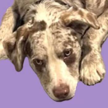 Australian Shepherd Dogs Available for Adoption - Bubba | PetCurious