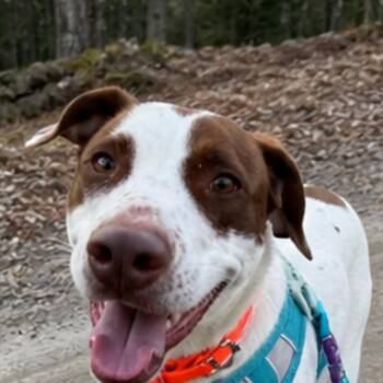 Pointer Dogs Available for Adoption in New Boston, New Hampshire - Darcy | PetCurious