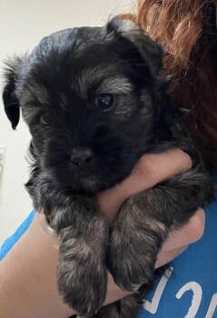 Lemonade -  Shih Tzu Dog for Adoption in Kennewick, Washington - Lemonade | PetCurious