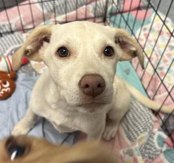 SATURN -  Labrador Retriever and Mixed Breed Dog for Adoption in Indianapolis, Indiana - SATURN | PetCurious