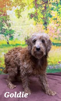 Cockapoo Dogs Available for Adoption in Urbana, Ohio - Goldie | PetCurious