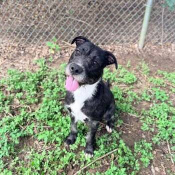 Steele Wool -  Poodle and Mixed Breed Dog for Adoption in Hardeeville, South Carolina - Steele Wool | PetCurious