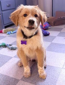 Australian Shepherd Dogs Available for Adoption - Neytiri | PetCurious