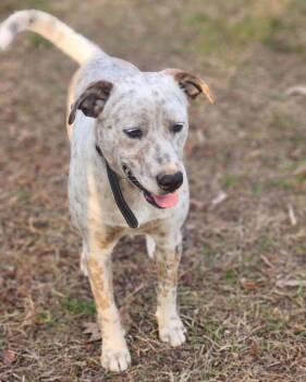 Mixed Breed Dogs Available for Adoption - Nova | PetCurious