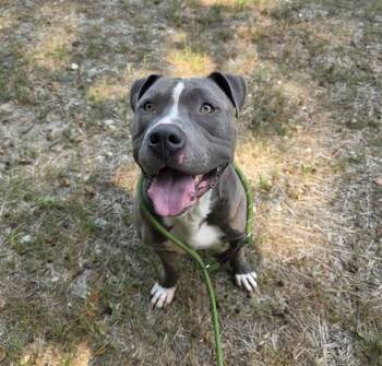 MOSES -  Pit Bull Terrier Dog for Adoption in Indianapolis, Indiana - MOSES | PetCurious